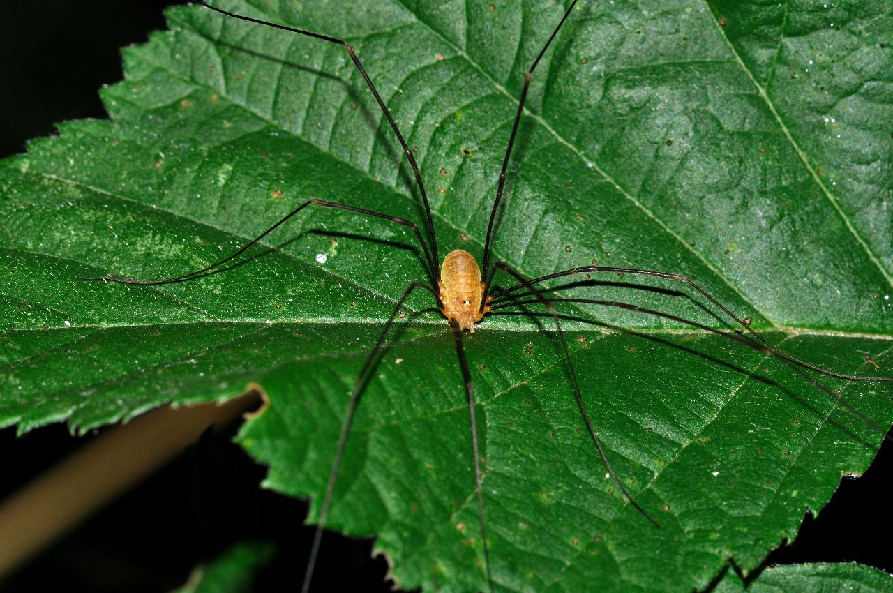 Opilione abruzzese: Opilio canestrinii (Thorell 1876)